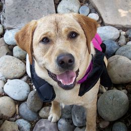 Labrador Retrievers from Black's Family Labradors