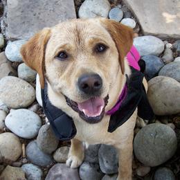 Labrador Retrievers from Black's Family Labradors