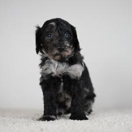 Ruby - Merle female Goldendoodle puppy in Caldwell, Idaho from Boise Doodle Co.