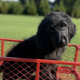 Franklin - Black male Assorted Doodle Crosses puppy in Coweta, Oklahoma from Storybook Doodles