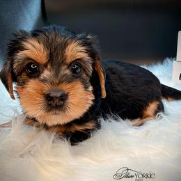 Standard girl grey - Black and tan female Yorkshire Terrier puppy in Machesney Park, Illinois from Three Yorkie Family
