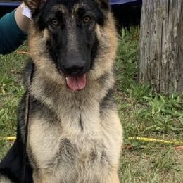 German Shepherds from Lianna German Shepherds