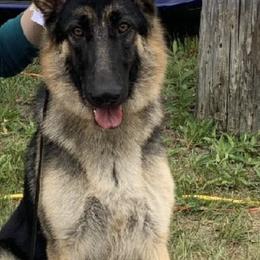 German Shepherds from Lianna German Shepherds
