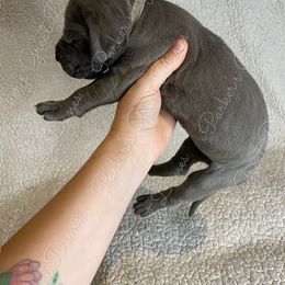 Great Dane Puppies from Parker's Great Danes