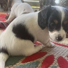 Dachshunds from Wiener Dynasty ENC
