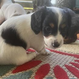 Dachshunds from Wiener Dynasty ENC