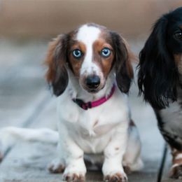 Dachshunds from BHD Farms