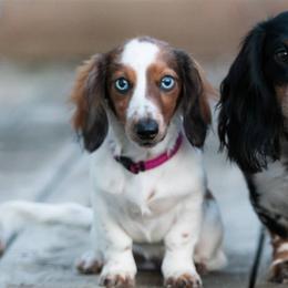 Dachshunds from BHD Farms