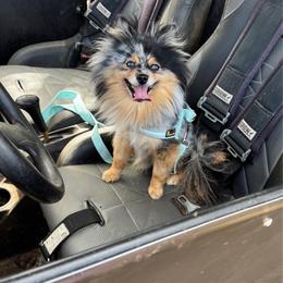 SpongeBob - Pomeranian