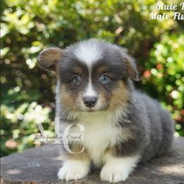 Evan - Blue male Pembroke Welsh Corgi puppy in Straughn, Alabama from Magnolia Creek Corgis
