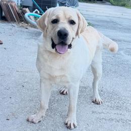 Maverick - Labrador Retriever