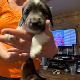 Flash - Piebald male Dachshund puppy in Wappapello, Missouri from Kandb Dachshunds