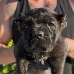 Black female - Black female Cane Corso puppy in California from Donato Kennels
