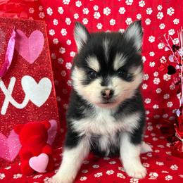 Nova - Black and white female Pomsky puppy in Valparaiso, Indiana from Valparaiso Pomskys