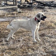 Tevi - Colorado Mountain Dog