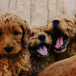 Goldendoodle Puppies from Austin Golden Doodles