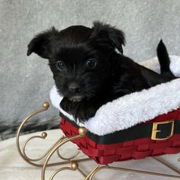 Prancer - Black and gold female Yorkshire Terrier puppy in Pana, Illinois from Lucky Star Yorkies