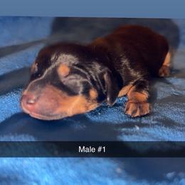 Funk - Black and tan male Dachshund puppy in Albuquerque, New Mexico from Designer Dachshund Club