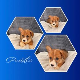 Puddle - Red male Pembroke Welsh Corgi puppy in Kiowa, Colorado from Cool Water Corgis LLC