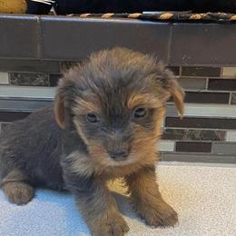 Yorkshire Terrier Puppies from Fullers Furry Friends