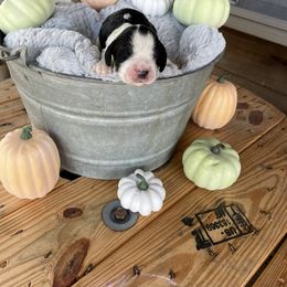 English Springer Spaniel Puppies from Cedar Ridge Kennels