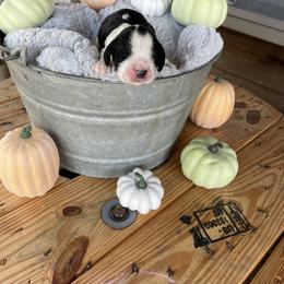 English Springer Spaniel Puppies from Cedar Ridge Kennels