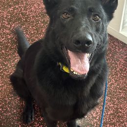 German Shepherds from Verny Shepherds