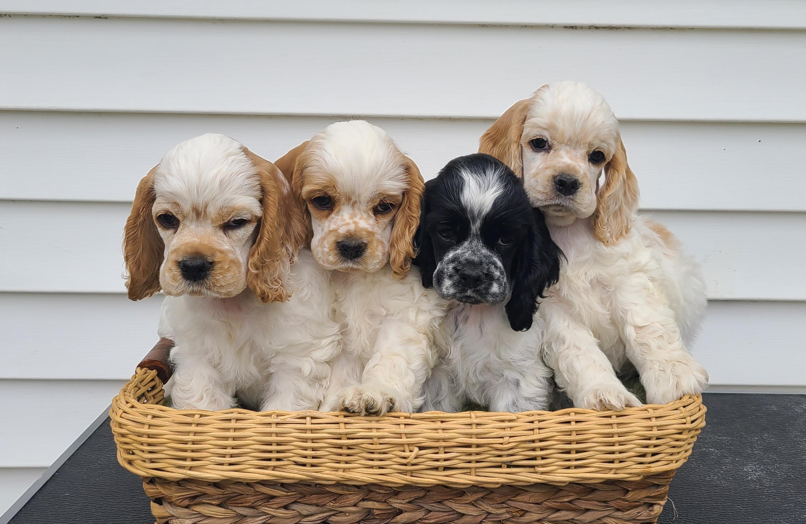 Galaxy Cockers in Missouri | Cocker Spaniel puppies | Good Dog