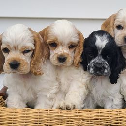 Cocker Spaniels from Galaxy Cockers