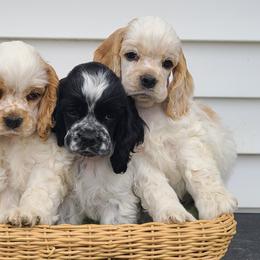 Cocker Spaniels from Galaxy Cockers