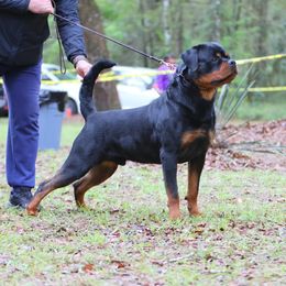 Odin - Rottweiler