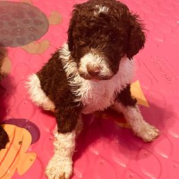 Poodles from Pool Party Poodles
