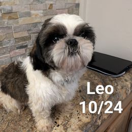 Leo - Shih Tzu