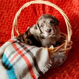 Bordoodle and Labradoodle Puppies from Howdy Doodles