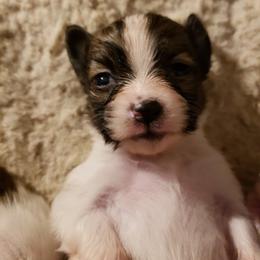 Papillon Puppies from King's Papillons