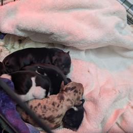 Girl 2 - Black and tan female Dachshund puppy in Ormond Beach, Florida from Manpaw Puppies