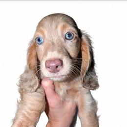 Smores PET ONLY price listed FIRM - Dapple male Dachshund puppy in Unadilla, Georgia from The Hamsley Kennels of South Georgia