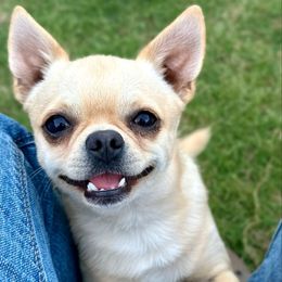 Toast - Chihuahua