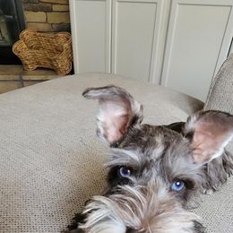 Yua - Miniature Schnauzer