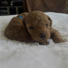 Cherry - Red female Maltipoo puppy in San Diego, California from Maltipoos SD