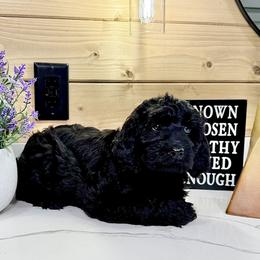 Goldendoodle Puppies from Jeremy Dafoe