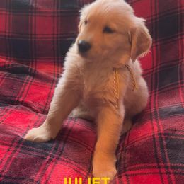 JULIET-YELLOW COLLAR - Dark golden female Golden Retriever puppy in Berea, Kentucky from Lucky Golden Ranch