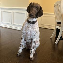 Poodle puppies from Mahalo Meadow Farm