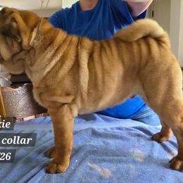 Boy 4 teal collar Rockie - Red fawn male Chinese Shar-Pei puppy in Oil City, Pennsylvania from Hannaggin Shar Pei