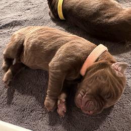 Light Pink Girl - Chocolate female Labrador Retriever puppy in Rock Hill, South Carolina from North Star Retrievers