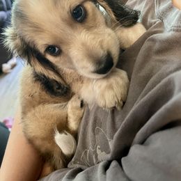 Dachshund Puppies from LovelylilDoxies