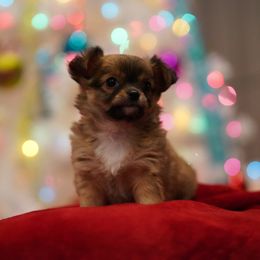 Chihuahua Puppies from Petite Pups