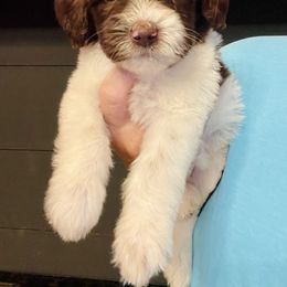 Molly - Brown and white female Sheepadoodle puppy in Winfield, Alabama from Rose Lane Doodles