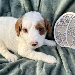 Girl 6 - White female Irish Doodle puppy in Bloomfield, Iowa from Schooley Doodles