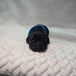 Jasper - Black male Cocker Spaniel puppy in Corcoran, California from Sweetheart Cockers